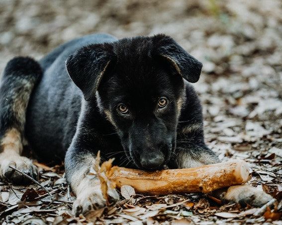Coffee Wood Dog Chews